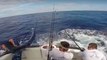 Fisherman Narrowly Avoids Being Impaled by Huge Marlin