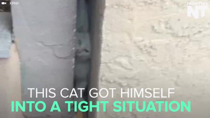 A Cat Got Stuck In Between Two Walls