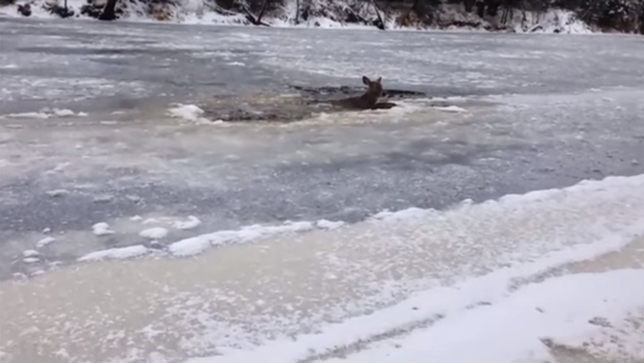 Un homme vient à la rescousse d'une biche bloqué dans un lac glacé