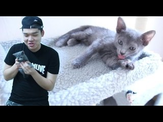 "제가 키우는 새끼고양이를 소개합니다~!" - 스팀보이 (Introducing my pet cat)