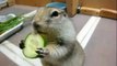Cute Squirrel Eating Cucumber ever Funny Animal Videos