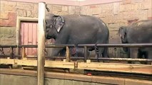 Raw: Berlin Zoo Welcomes Baby Elephant