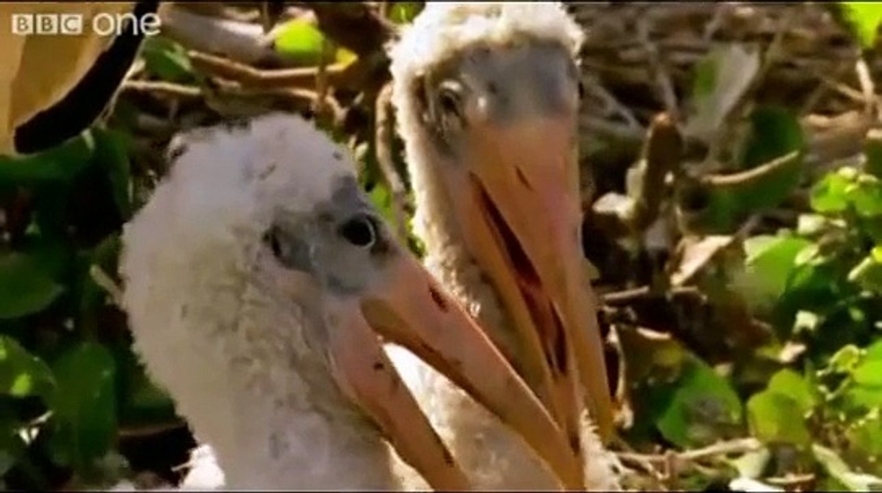 Funny Talking Animals Walk On The Wild Side The best BBC documentary ...