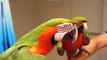 Talking Macaw Shushes The Other Parrot Funny Animals