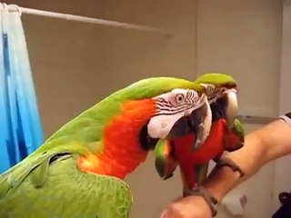 Talking Macaw Shushes The Other Parrot Funny Animals
