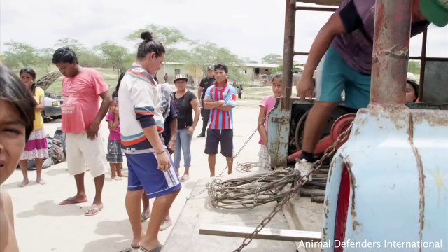 Un puma de cirque enchaîné pendant 20 ans découvre la nature pour la première fois