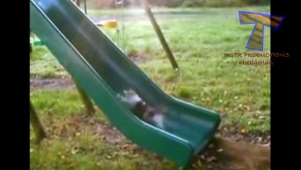 Best funny and cute cat videos compilation 2014(014000-664659)