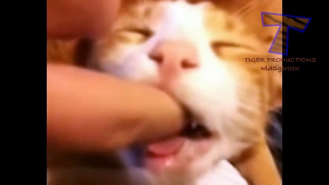 Cats and dogs acting like human babies - Cute animal compilation(014000-664659)