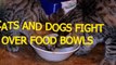 Cats and dogs fight over food bowls & dishes - Funny animal compilation(014000-664659)