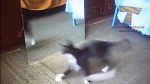 Cats and dogs vs mirror - Funny and cute animal compilation(014000-664659)