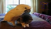 Cats and dogs vs parrots - Funny and cute animal compilation(014000-664659)