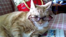 Cats and dogs wearing glasses - Funny and cute animal compilation(014000-664659)