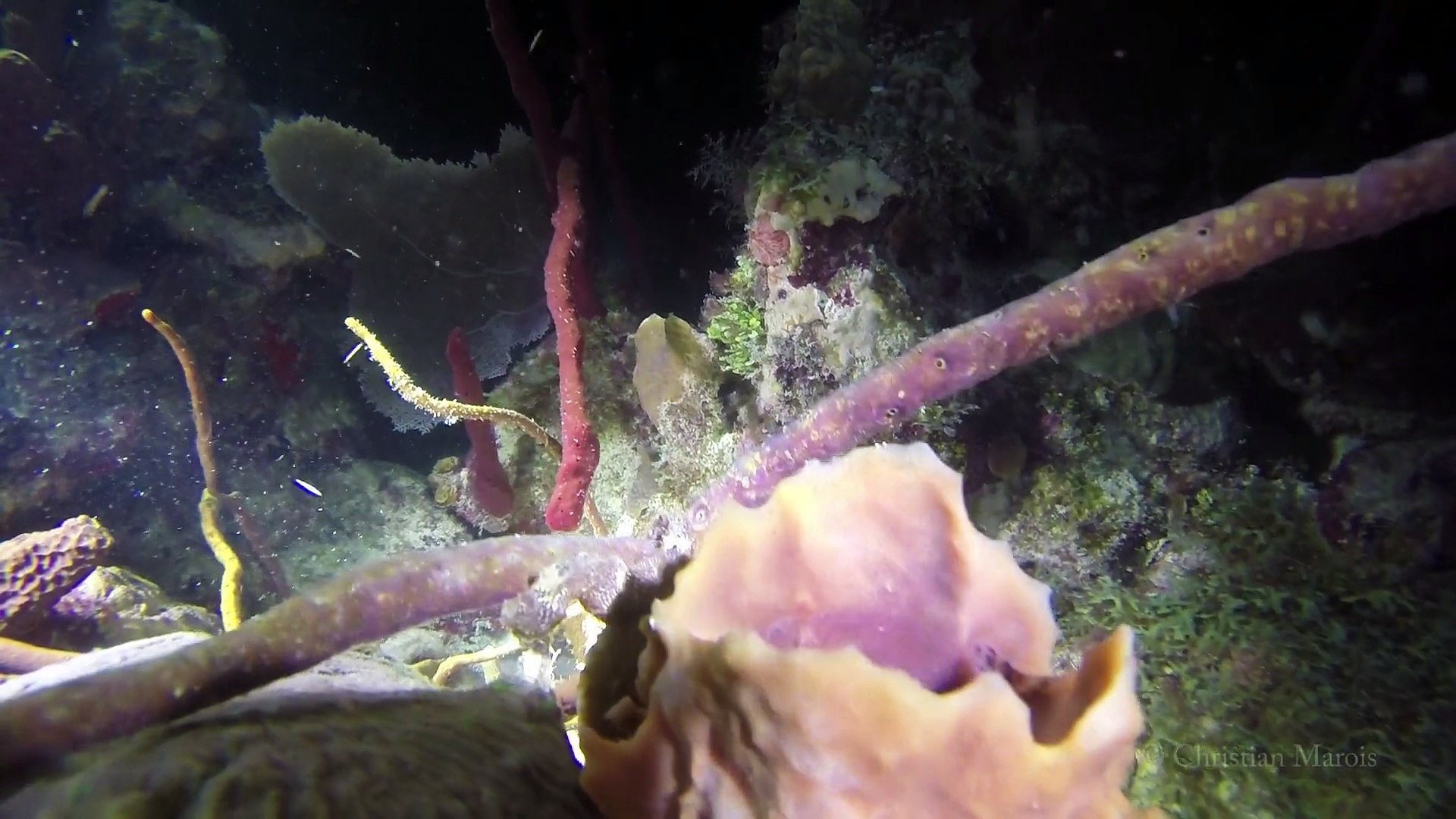 Coco Reef - Night Dive - RD 2015