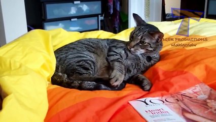 Cats are just the best - Funny cat compilation_2(014000-664659)