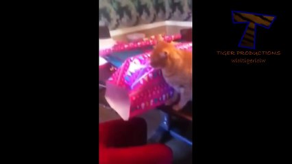 Cats just don&#39;t like Christmas - Funny cat compilation(014000-664659)