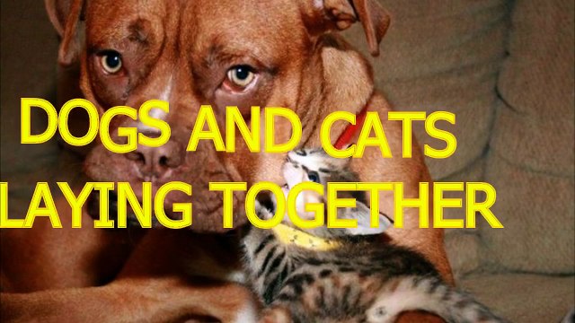 Cute cats and dogs playing together - Funny dog & cat compilation(014000-664659)