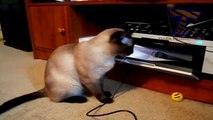 Cats vs printers - Funny and cute cat compilation(014000-664659)