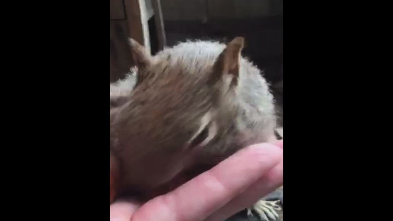 Hungry Pet Squirrel Stores Up Acorns For Winter