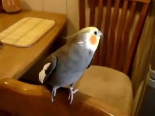 веселый певец