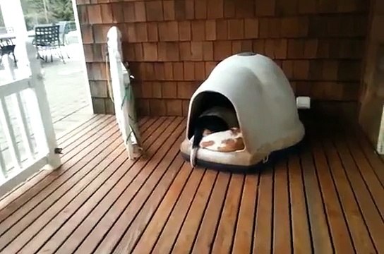 Basset hound clown car...incredible!