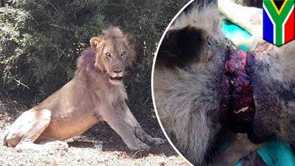 Lion caught in snare saved after tourists post photos to Facebook