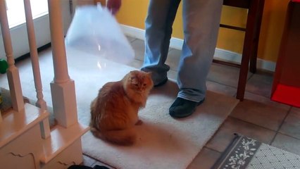 Cat Jumps in Cone Perfectly