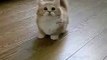 Cute Fluffy Kitten Is Confused