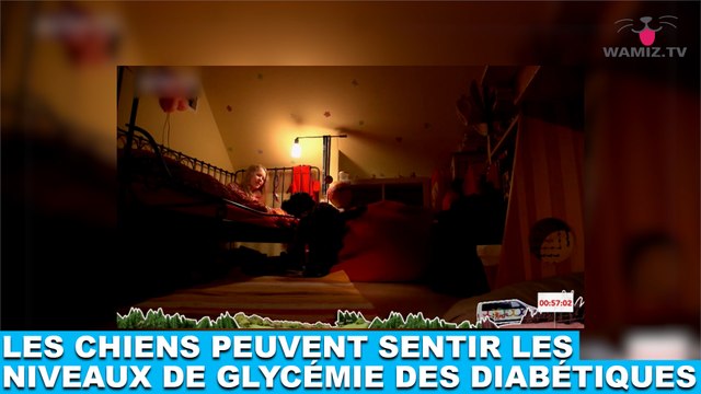 Les chiens sont capables de sentir les niveaux de glycémie des personnes diabétiques ! Plus d'infos dans la minute chien #91