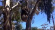 Ce Koala se fait virer de son arbre et se met à pleurer.