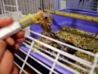 Baby cockatiel feeding time