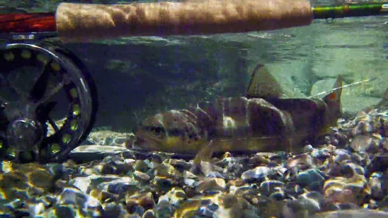 Plaisirs de la pêche à la truite  ~ pêche à la mouche