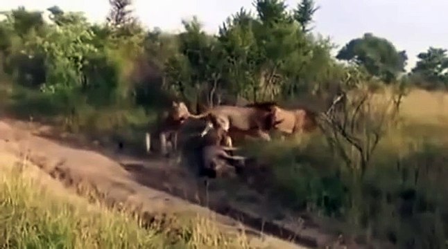 ЦАРЯ ПОБЬЮТ ТОЛЬКО ЦАРИ!