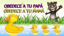 TOM Canta OBEDECE A TU PAPA, OBEDECE A TU MAMA/Canciones Infantiles/BabyKids