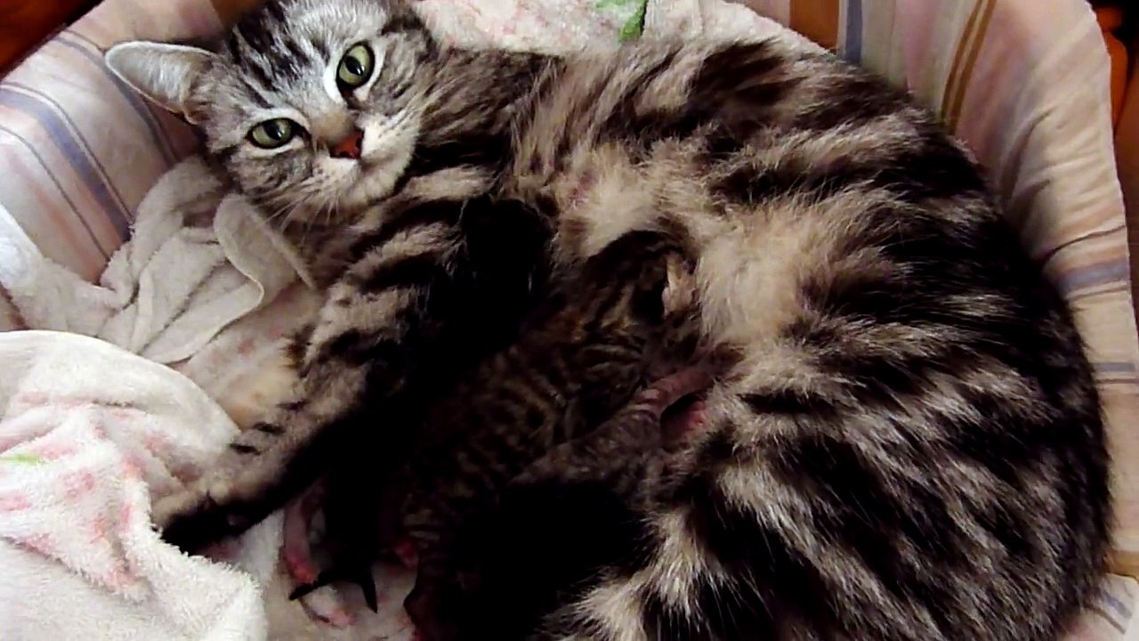 おっぱいを飲む子猫２
