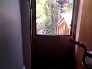 Chat pleure pour rentrer à la maison