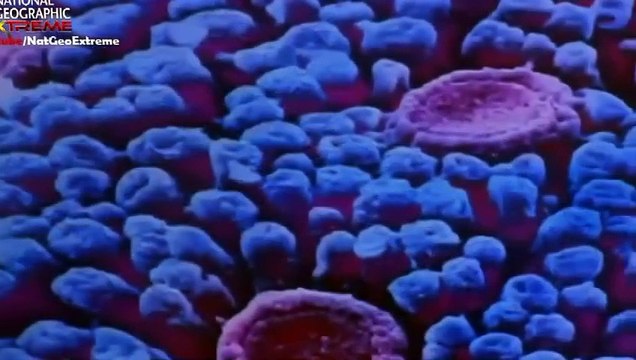 Best Documentaries The Most Extreme Super Senses - Nat Geo Wild HD - National Geographic