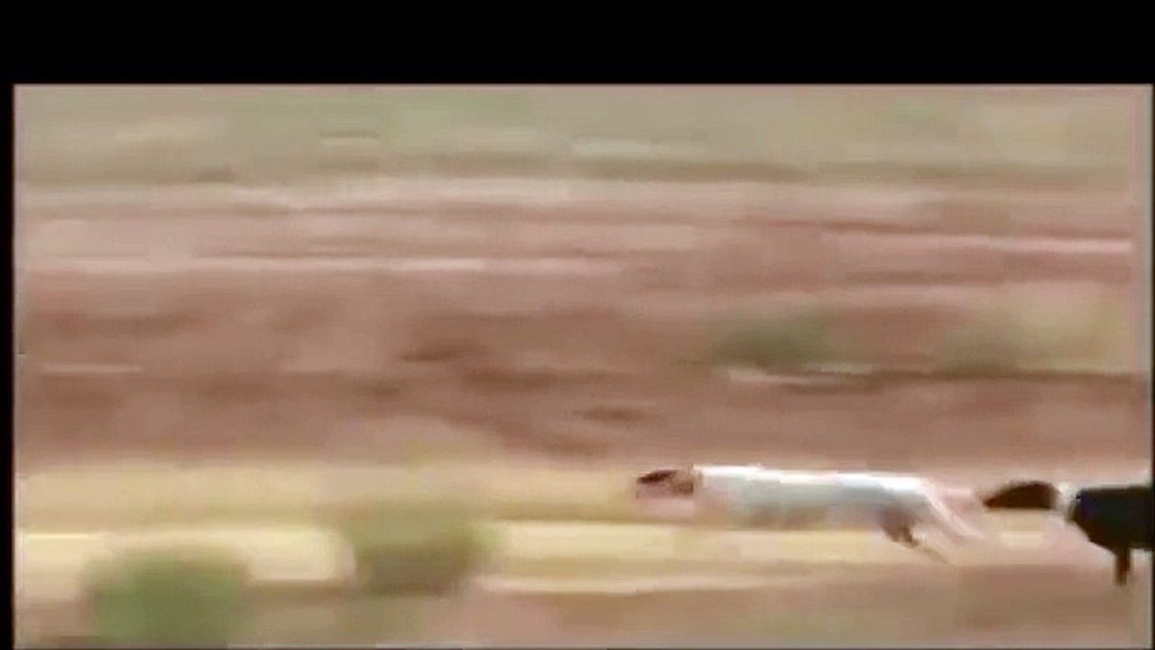 Dogs vs Rabbit - The sprint for life