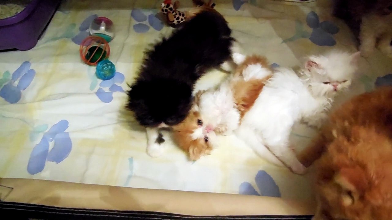 mes bébés 6 semaines et demi