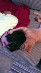!VERY FUNNY! Boy and his cat!!!!!!