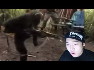 침팬지에게 실제 총을 주면? - 스팀보이(혹성탈출실사판)