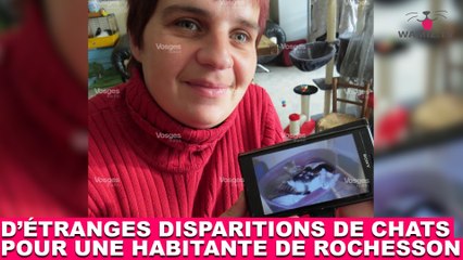 D'étranges disparitions de chats pour une habitante de Rochesson ! L'histoire dans la minute chat #91