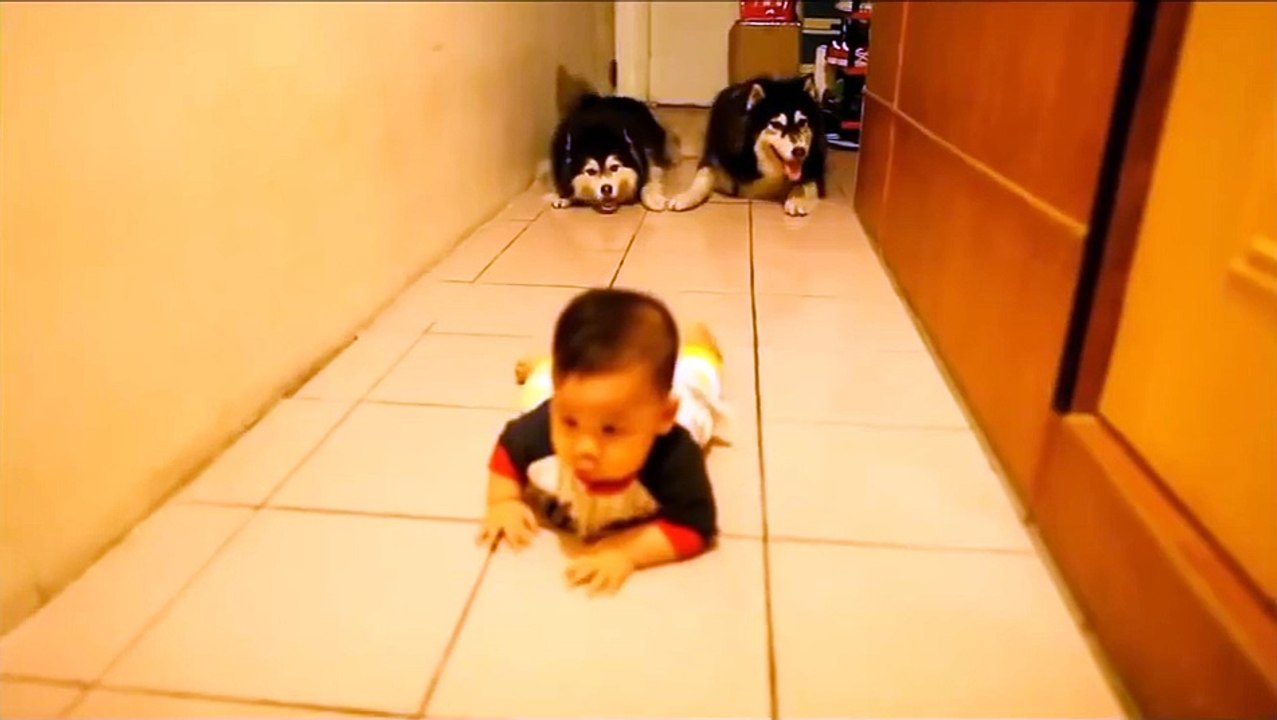 Two Siberian Husky dogs Crawling race with Baby