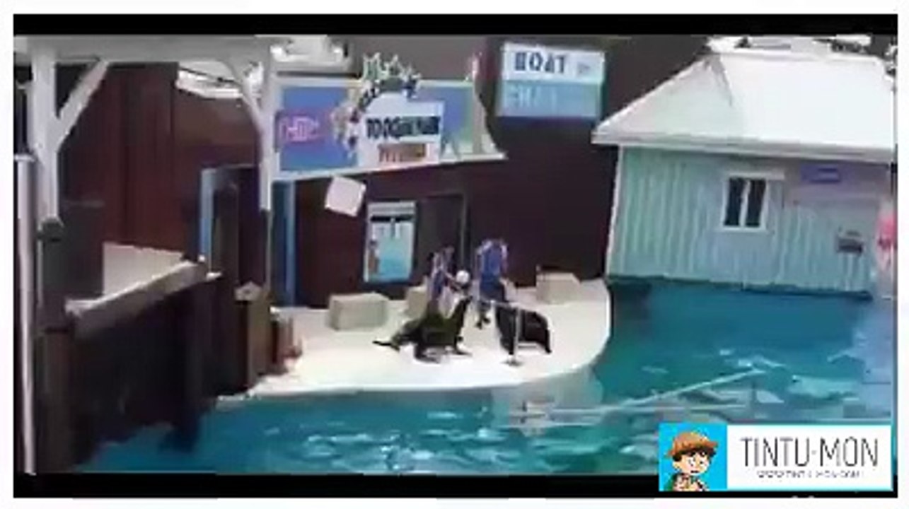 Animals that Play better than humans