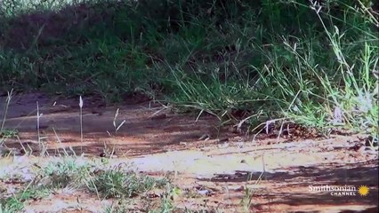 A Mongoose and Black Mamba Fight to the Death