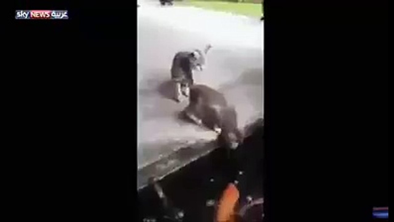 سمكه تلتهم قطه
