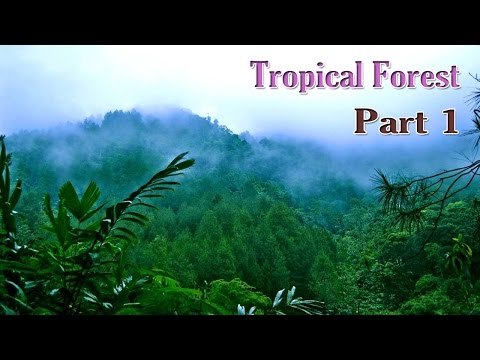 Learn - Types of Forests for Kids - Kids Learning Videos - Part 1