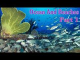 Learn - Ocean, Beaches & Under Water Animal Life - Kids Learning Videos - Part 1