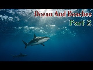 Learn Ocean, Beaches And Under Water Animal's Life - Kids Learning Videos - Part 2
