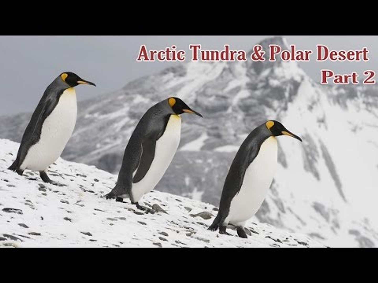 Learn - Arctic Tundra And Polar Desert Animals - Kids Learning Videos -  Part 2 - video Dailymotion