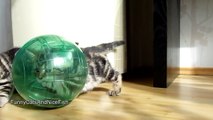 The best of 2016 Funny Cats - Kitten wants to be astronaut Part 1